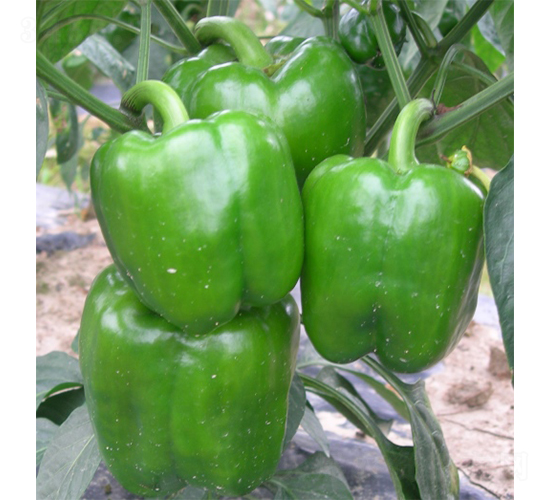 ����509�A��-�����N��-�V�݁���