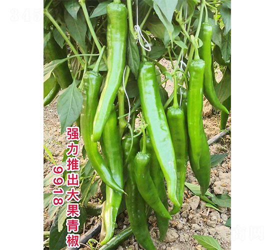 ����ཷ9918-�����N��-�V�݁���