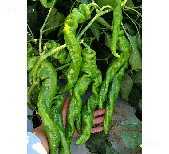 �]��626-�����N��-�V�݁���