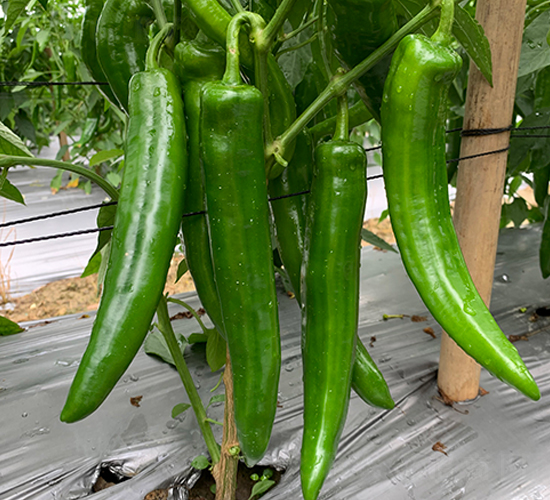 ����ཷ-�����N��-�V�݁���