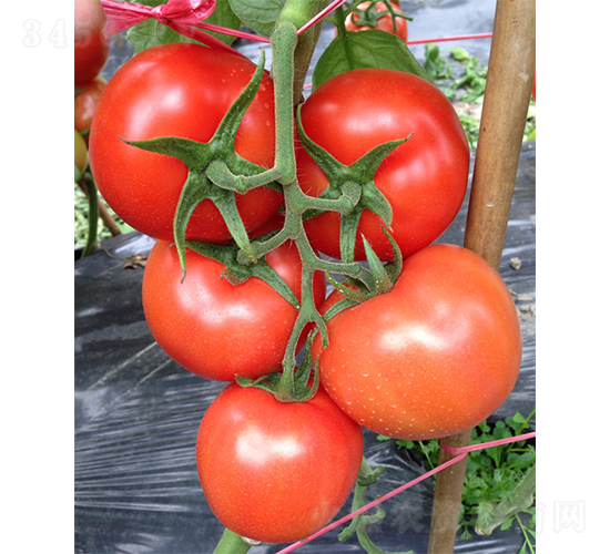 Ӣ���������-���ѷN��-�V�݁���