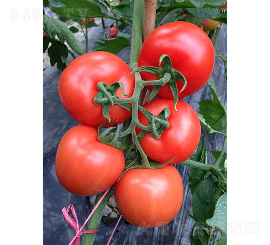 �����mYS-1209-���ѷN��-�V�݁���