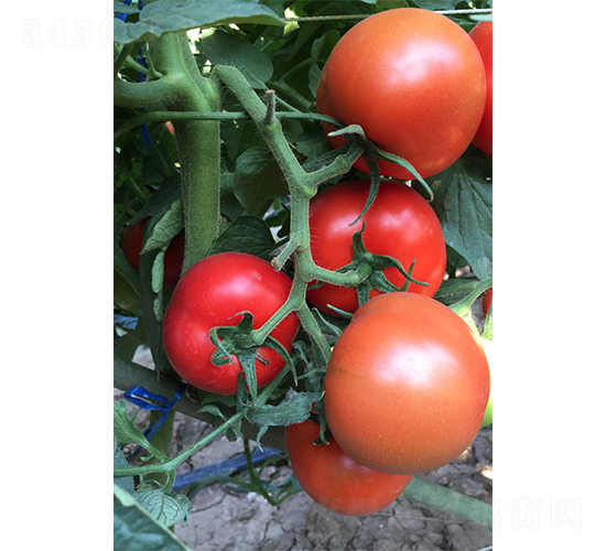 ����1906-���ѷN��-�V�݁���