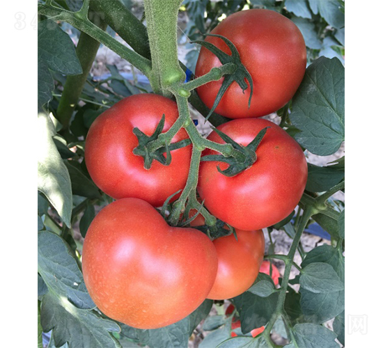 ���߶�Խ-���ѷN��-�V�݁���