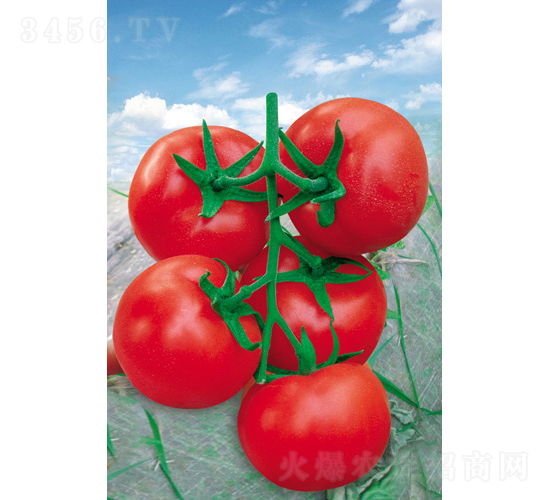 ����������-���ѷN��-�V�݁���