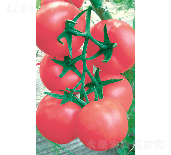 ����608-���ѷN��-�V�݁���