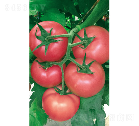 �W��˹-���ѷN��-�V�݁���