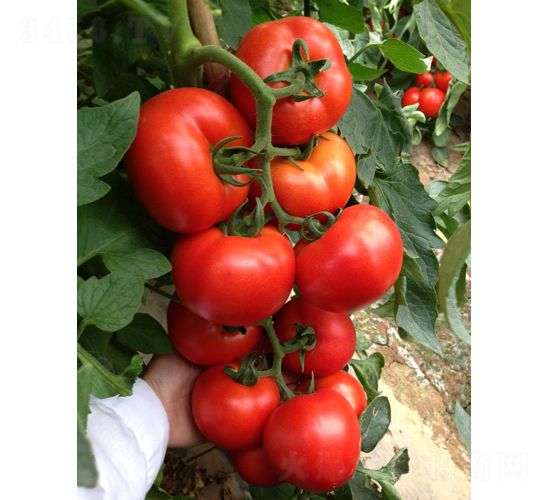 ������-���ѷN��-�V�݁���