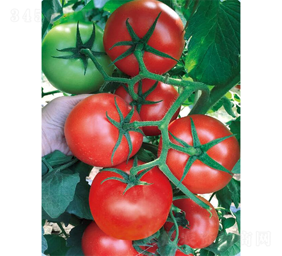 ���߽��-���ѷN��-�V�݁���