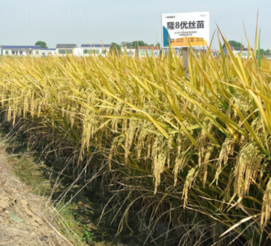 ¡8��(y��u)�z��-ˮ���N��-¡ƽ�N�I(y��)