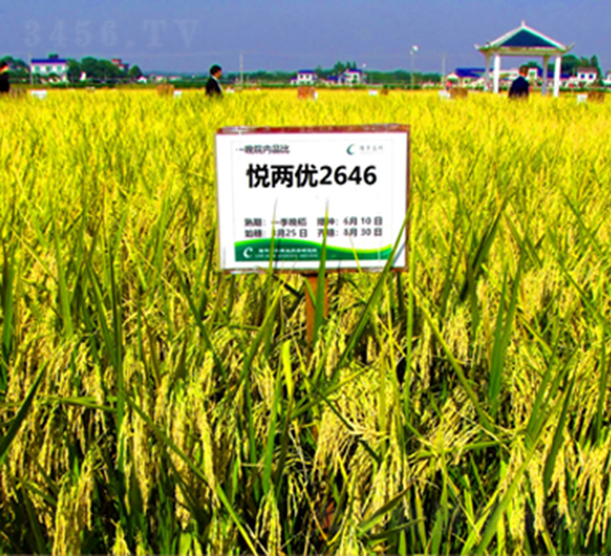 ���Ƀ�(y��u)2646-ˮ���N��-¡ƽ�N�I(y��)