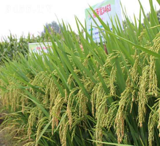 ¡�Ƀ�(y��u)3463-ˮ���N��-¡ƽ�N�I(y��)