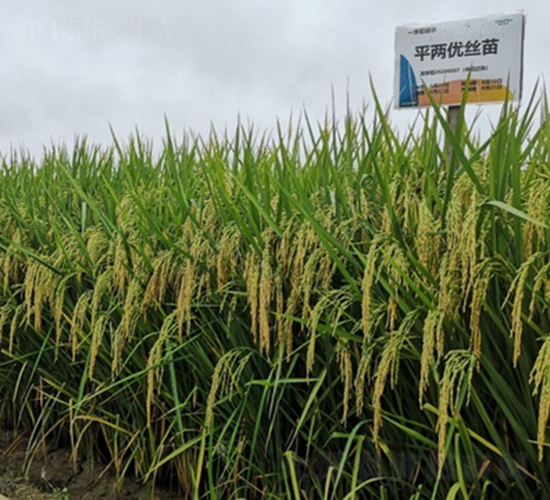 ƽ�Ƀ�(y��u)�z��-ˮ���N��-¡ƽ�N�I(y��)