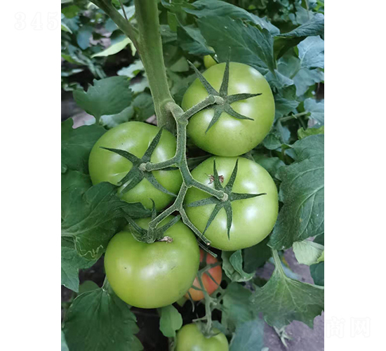 ����311-���ѷN��-���S�N�I(y��)