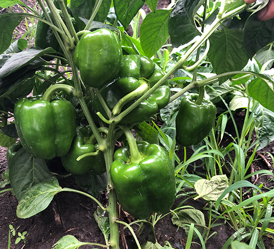 ����101-�����N��-���S�N�I(y��)