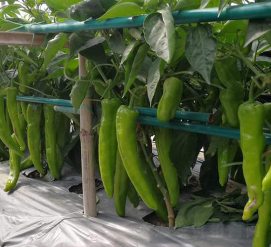 ����201-�����N��-���S�N�I(y��)