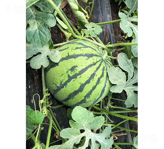 �S��1̖-���ϷN��-���S�N�I(y��)