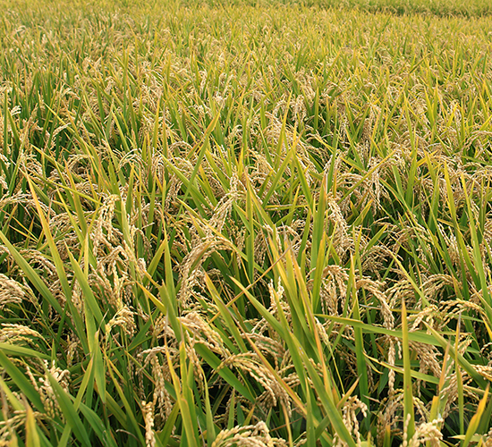 ����26-ˮ���N��-���S�N�I(y��)