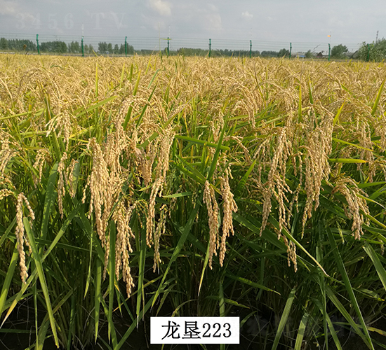 ����223-ˮ���N��-���S�N�I(y��)