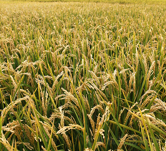 ����31-ˮ���N��-���S�N�I(y��)