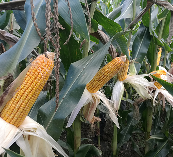 ����134-���׷N��-���S�N�I(y��)