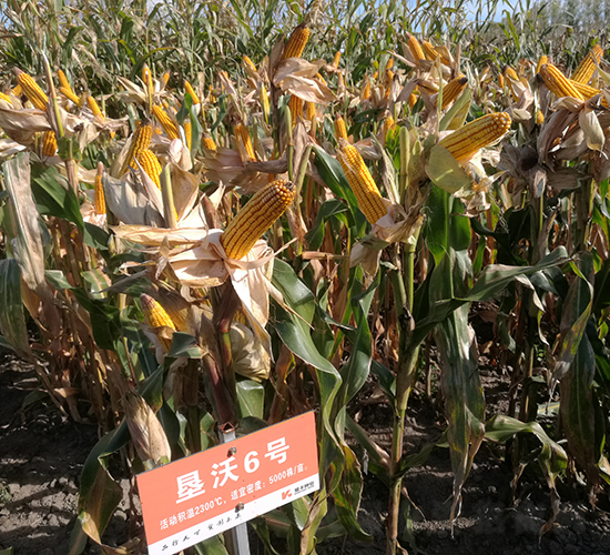 ����6̖-���׷N��-���S�N�I(y��)