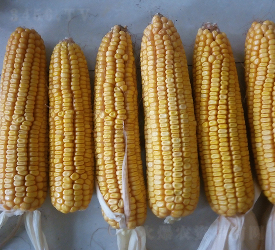 ����3̖(h��o)-���׷N��-���S�N�I(y��)