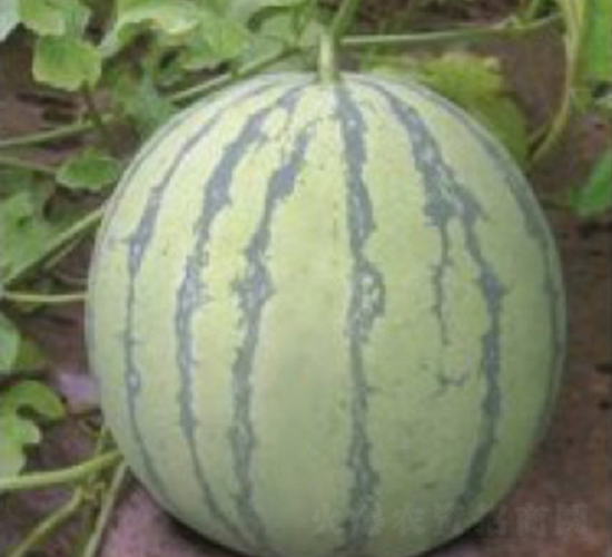 ���8424-���ϷN��-�_���r(n��ng)�Y