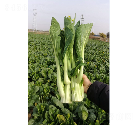 �_(t��i)��(y��u)һ̖(h��o)�����-����ķN��-�r���N��