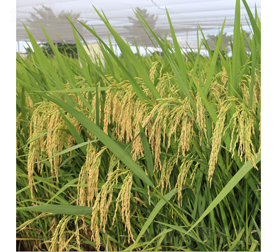 ԣ��(y��u)��ռ-ˮ���N��-�r���N��