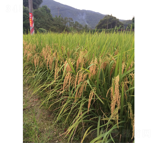 ԣ��(y��u)�hռ-ˮ���N��-�r���N��