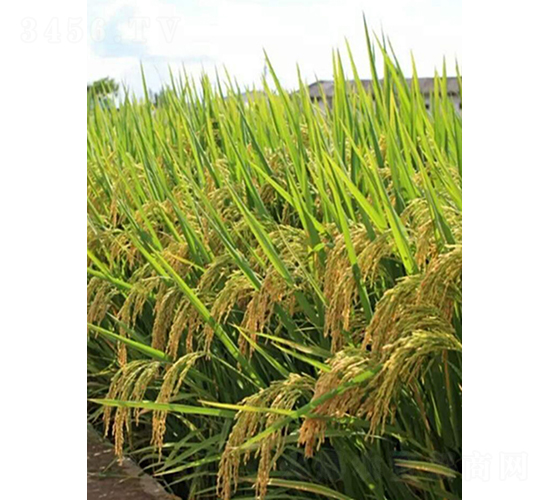 𮃞(y��u)4550-ˮ���N��-�r���N��