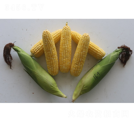 ������816-���׷N��-�r���N��