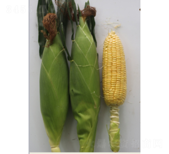 ������806-���׷N��-�r���N��