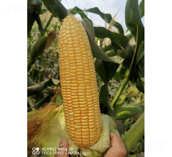 ������658-���׷N��-�r���N��