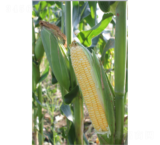 ����������-���׷N��-�r���N��