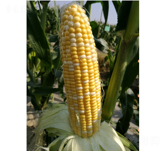 �p����������-���׷N��-�r���N��