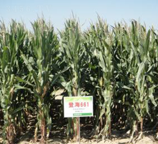 �Ǻ�661-���׷N��-�Ǻ��N�I(y��)