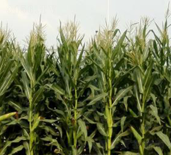 �Ǻ�11̖-���׷N��-�Ǻ��N�I(y��)