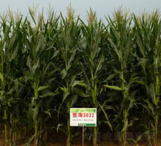 �Ǻ�3622-���׷N��-�Ǻ��N�I(y��)