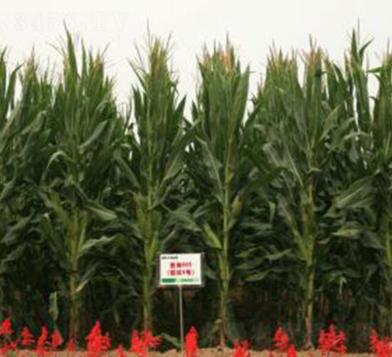 �Ǻ�605-���׷N��-�Ǻ��N�I(y��)