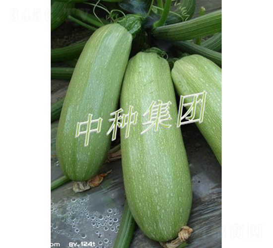 BIJOU-�����J�N��-�зN���F