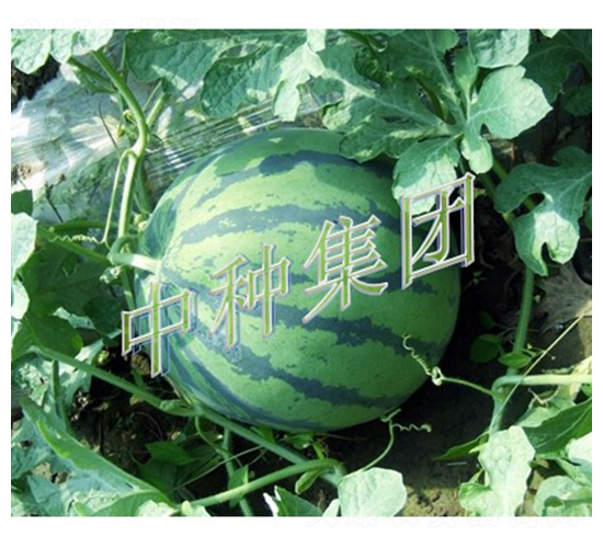 �׊W-���ϷN��-�зN���F(tu��n)