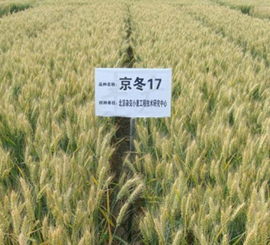 ����17̖-С���N��-�зN���F