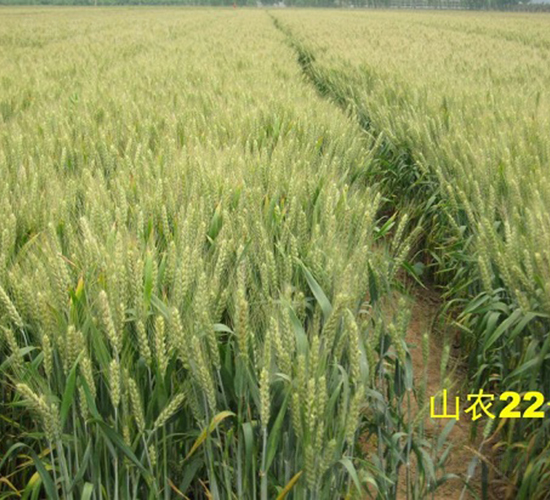 ɽ�r(n��ng)22̖-С���N��-�зN���F(tu��n)