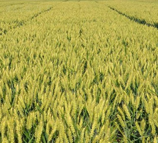 ����27̖-С���N��-�зN���F(tu��n)