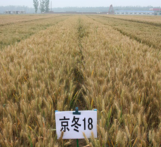 ����18-С���N��-�зN���F(tu��n)