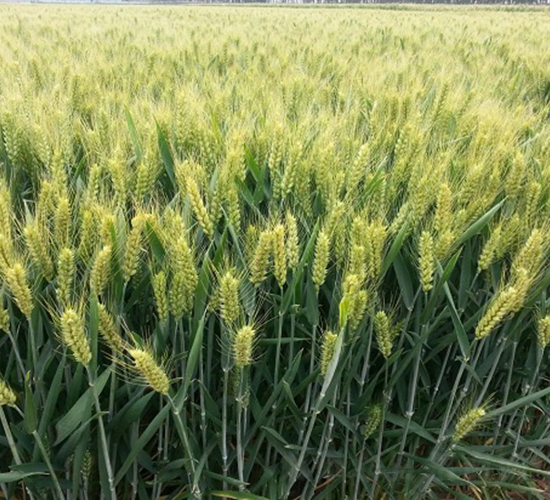 ���r(n��ng)4199-С���N��-�зN���F(tu��n)