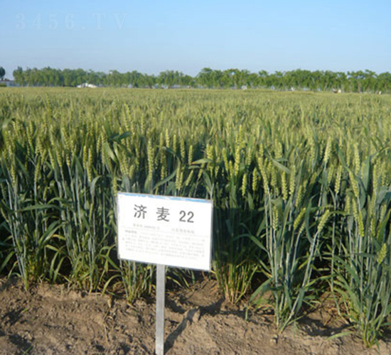 ����22-С���N��-�зN���F