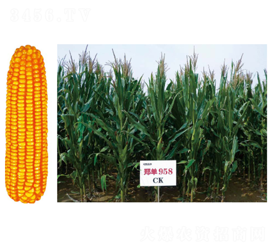 ����958-���׷N��-�зN���F(tu��n)